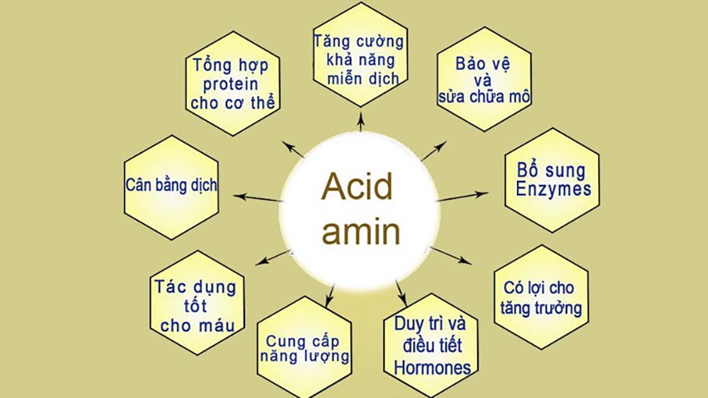 Công dụng của Amino Acid với người tập Gym