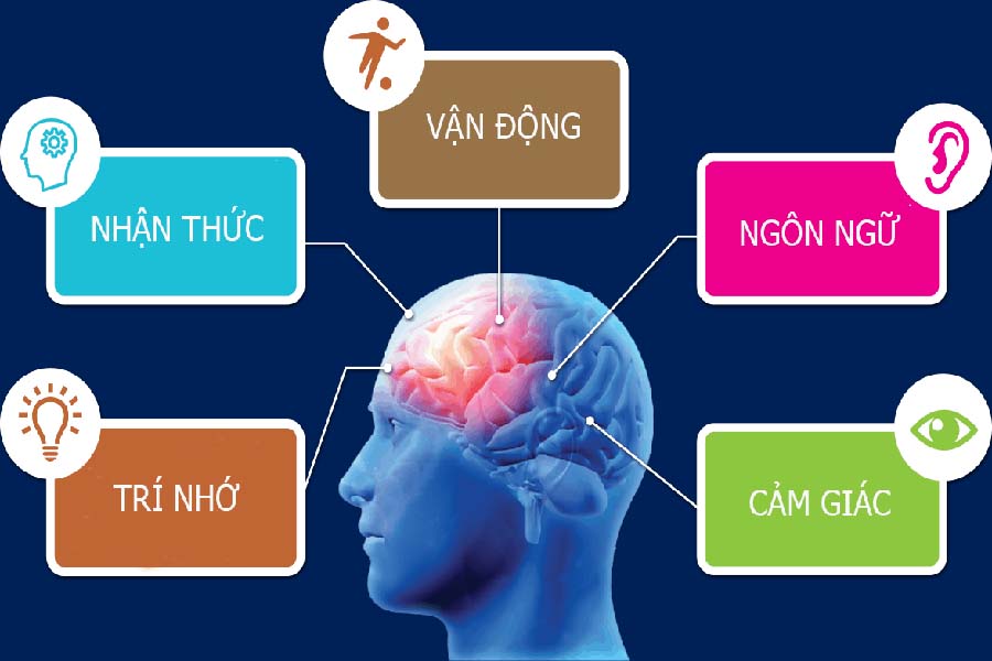 Thompson Ginkgo 6000mg có tác dụng giúp não bộ hoạt động tốt hơn cùng nhiều lợi ích khác